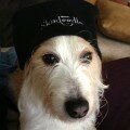 Skadeedle Style: Ari the Pup