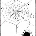 spider