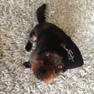 Yo Dog – Show Us Your Skadeedle Style!