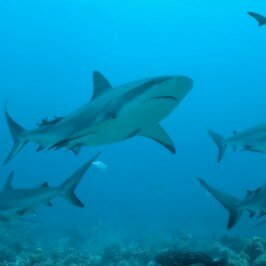 Looking for Investors? Lessons from the Shark Tank