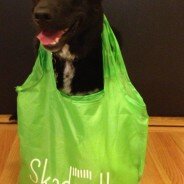 Yo Dog! Today’s Skadeedle Style Report