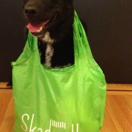 Yo Dog! Today’s Skadeedle Style Report